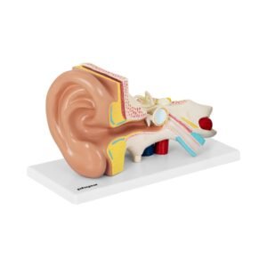 Fülmodell - 4 részre szétszedhető - kétszeresre nagyított | physa